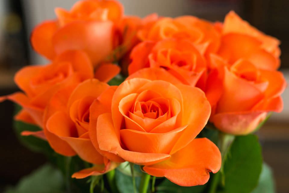 گل رز نارنجی و مفهوم و نشانه ها
