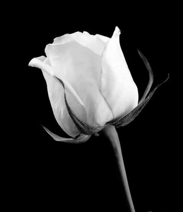 معنی گل رز سفید
