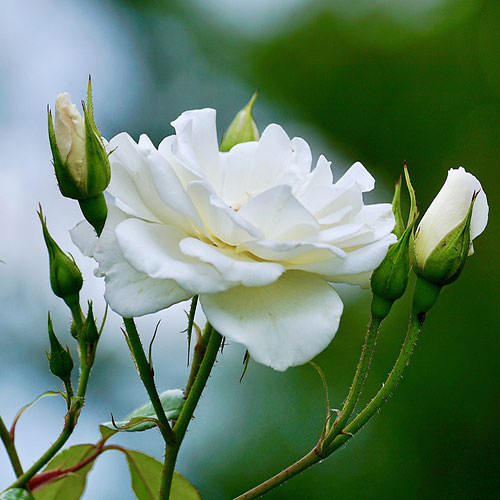 گل سفید 