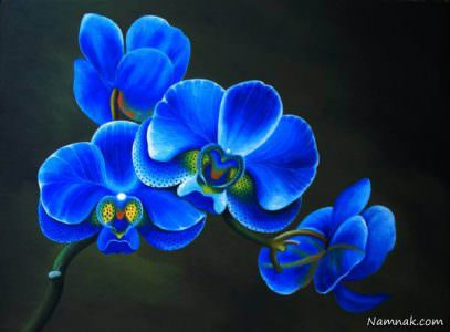 گل ارکیده ی آبی