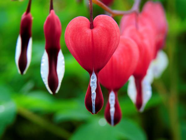 گل قلب خونین