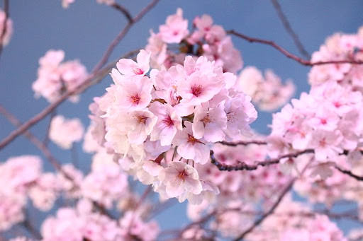 گل های زیبای شکوفه گیلاس