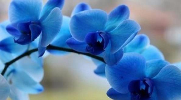 گل ارکیده به رنگ آبی