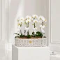sabad-orchide-4-new