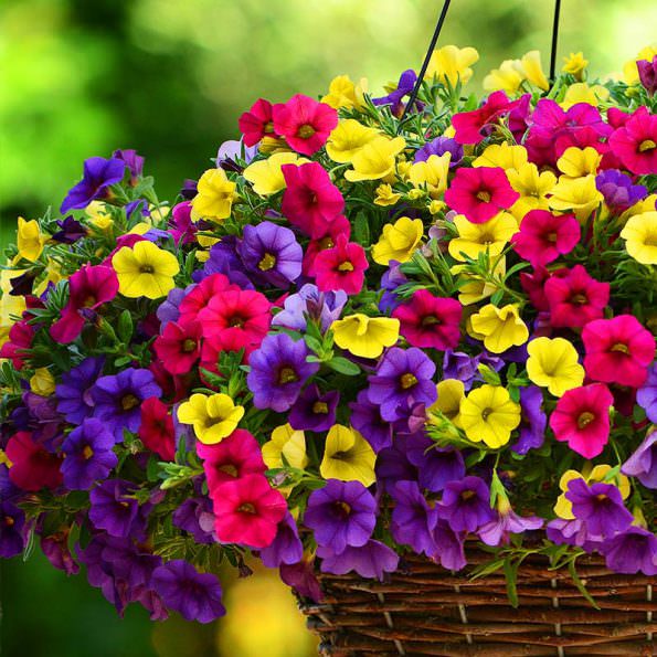 گل اطلسی در سبد