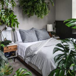 گیاهانی که مناسب هستند برای اتاق خواب