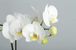گل ارکیده سفید
