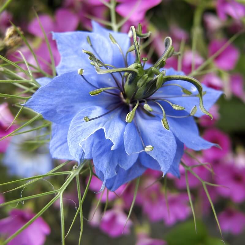 گل سیاه دانه آبی