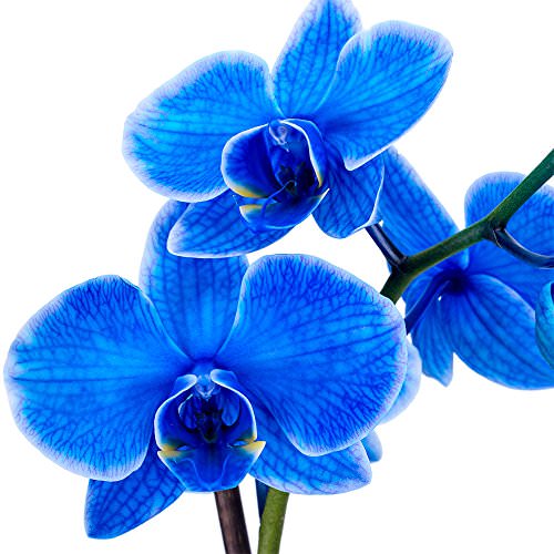  گل ارکیده آبی