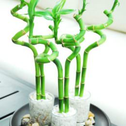 گیاه زیبای بامبو