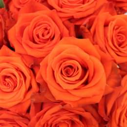 انواع گل های نارنجی با اسم