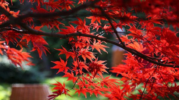 درختچه زیبای افرا ژاپنی