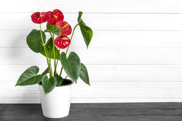 گل انتوریوم قرمز در گلدان
