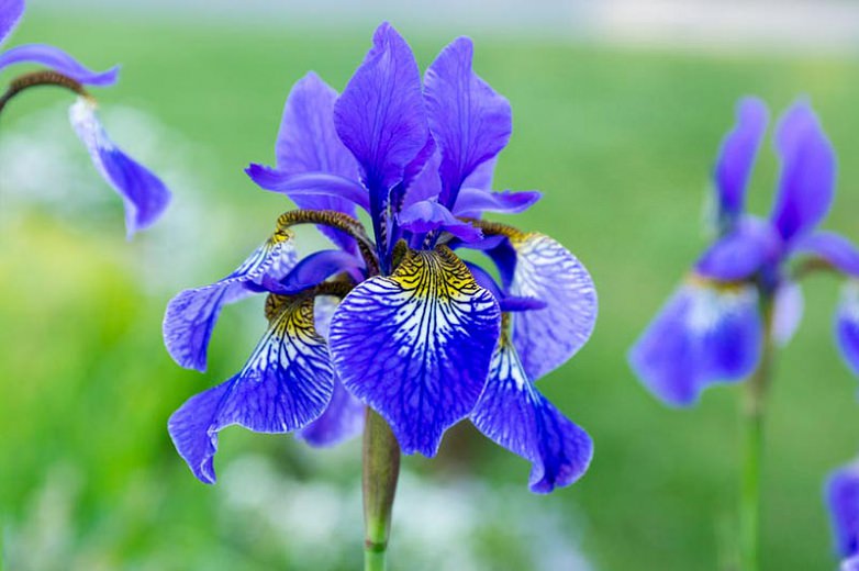 گل عنبیه آبی