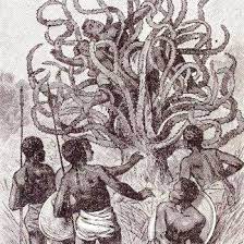 درخت ماداگاسکار گوشتخوار