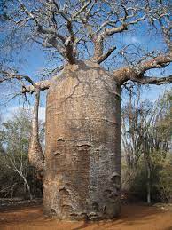 درخت ماداگاسکار