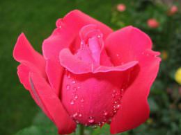 گل رز ایرانی چیست