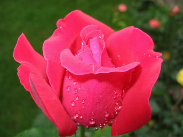 گل رز ایرانی چیست