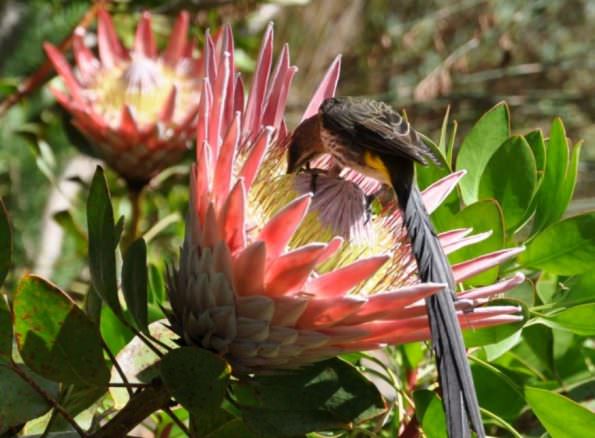 نشستن پرنده بر روی گل شکر پاره