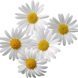 نماد گل ایموجی سفید