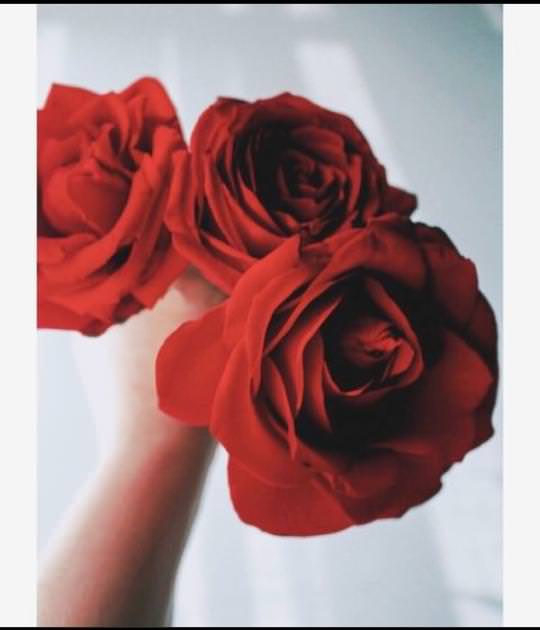 گل رز قرمز مخلملی زیبا