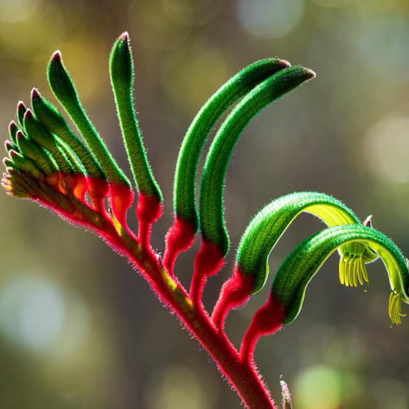 گیاه پنجه کانگورو