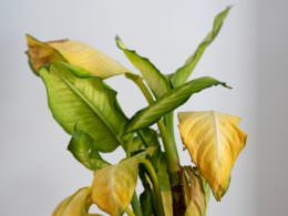 زرد شدن گیاهان