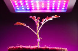 چراغ های مصنویی برای رشد گیاهان