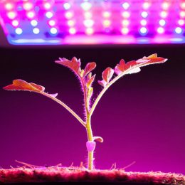 چراغ های مصنویی برای رشد گیاهان