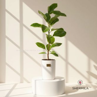 فیکوس آلاستیکا سبز