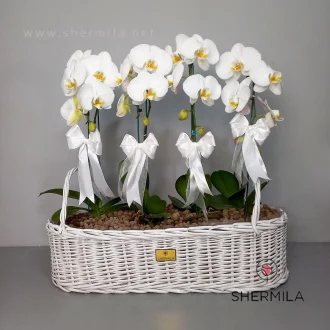 سبد ارکیده چهار شاخه