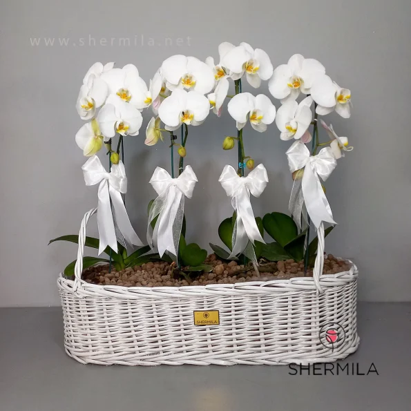orchide-sabad-4-shakhe-1