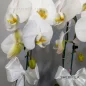 orchide-sabad-4-shakhe-1