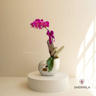 باکس گیاه ارکیده وانیار