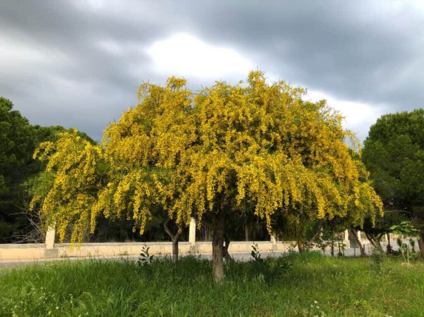 درخت اقاقیای زرد