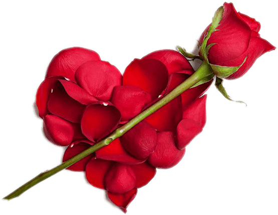 گل رز قرمز به معنای عشق