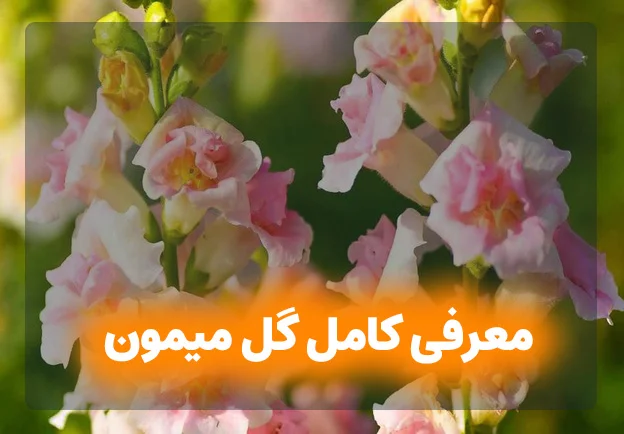 معرفی کامل گل میمون
