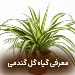 معرفی گیاه گل گندمی 1