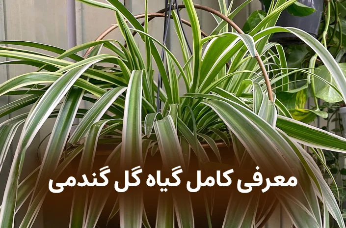 معرفی گیاه گل گندمی 11