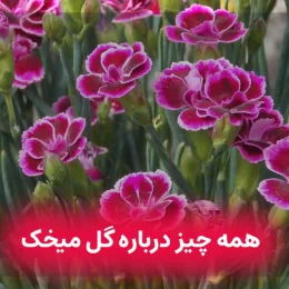 گل میخک