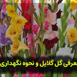 معرفی گل گلایل و نحوه نگهداری آن
