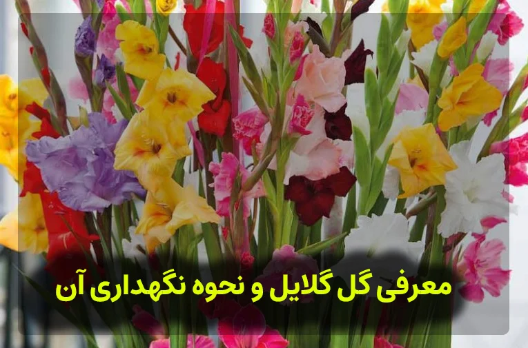 معرفی گل گلایل و نحوه نگهداری آن