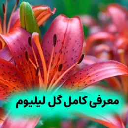 گل لیلیوم 2