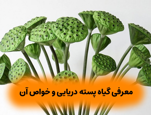 معرفی گیاه پسته دریایی و خواص آن