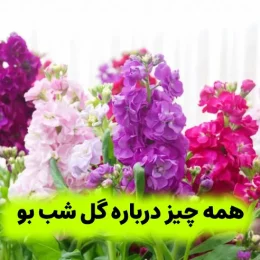 گل شب بو