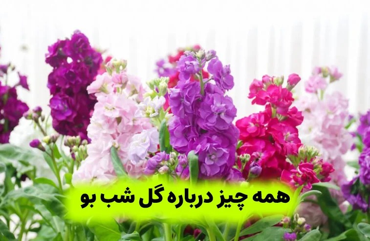 گل شب بو
