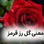 معانی کامل گل رز قرمز