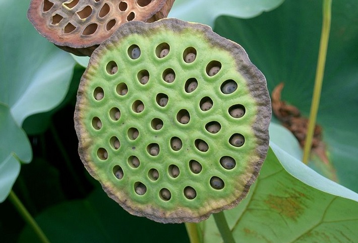 معرفی گیاه پسته دریایی و خواص آن 11