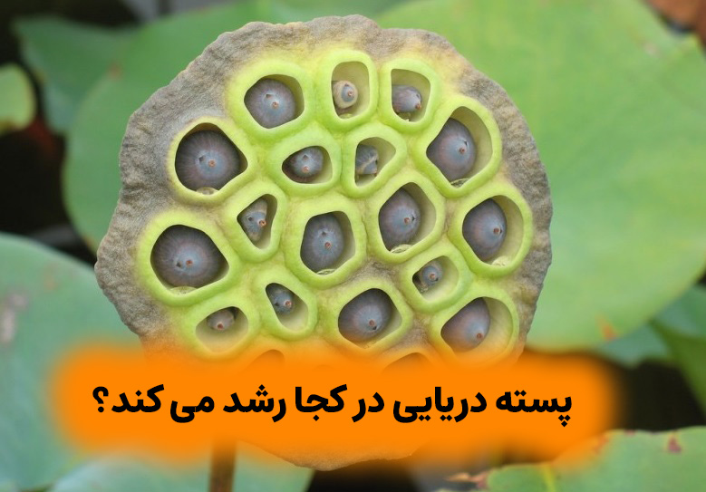 معرفی گیاه پسته دریایی و خواص آن 12