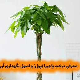 معرفی درخت پاچیرا (پول) و اصول نگهداری آن